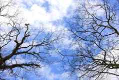 桦树冬天自然蓝色的天空