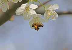 蜜蜂飞行