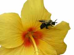 黄色的花蜜蜂白色背景