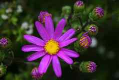 紫色的千里光属植物