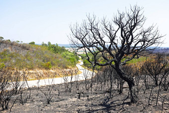 黑色的烧软木塞树葡萄牙语景观