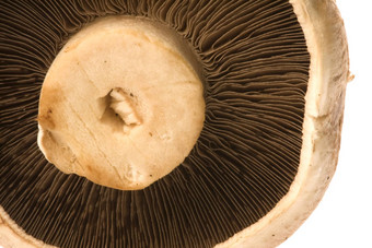 波多贝罗蘑菇孤立的