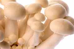 本岳寺山毛榉蘑菇