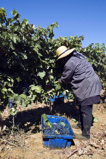 grape-gathering