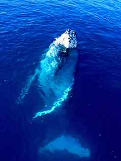 雄伟的座头鲸鲸鱼大蓝色的海洋