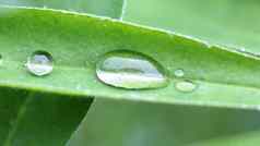 椭圆形透明的下降水绿色叶
