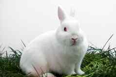 毛茸茸的白色兔子兔子坐着草