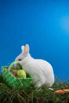 毛茸茸的兔子兔子坐着草篮子复活节鸡蛋