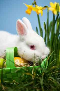 白色兔子休息复活节鸡蛋绿色篮子