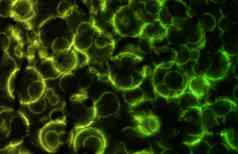 微观细胞生物摘要背景