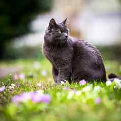 可爱的基蒂猫在户外绿色草坪上