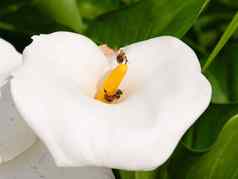 美丽的白色莉莉蜜蜂收集蜂蜜