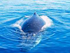 半淹没座头鲸鲸鱼海洋
