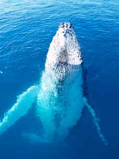 雄伟的濒临灭绝的座头鲸鲸鱼海洋