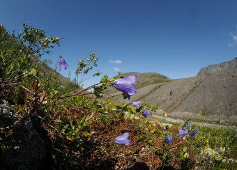 贝尔花山