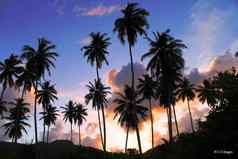 棕榈树日落椰子天堂