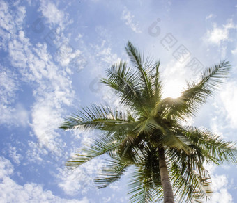 椰子树阳光明媚的蓝色的天空