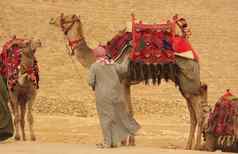 贝都因人骆驼金字塔哈夫拉开罗