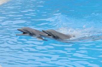 灰色<strong>海豚</strong>蓝色的水