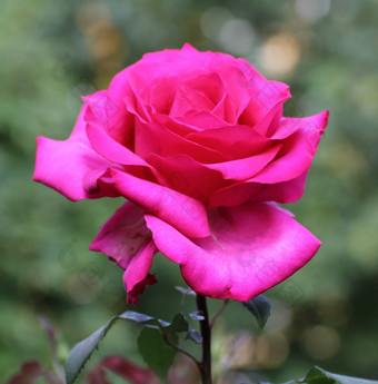 玫瑰粉红色的花花园