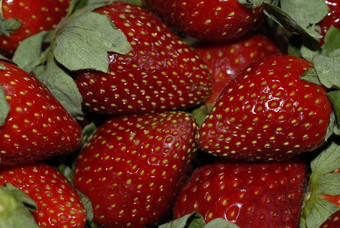 红色的草莓水果