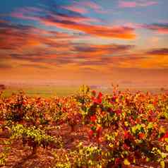 秋天金红色的葡萄园utielrequena