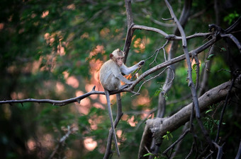 猴子野生动物坐着树日落