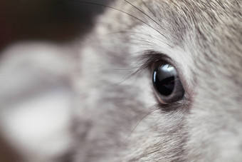 兔子眼睛