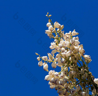 <strong>莫</strong>哈韦沙漠丝兰花朵蓝色的天空