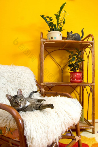 房子猫扶手椅