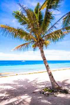 完美的白色热带海滩棕榈树