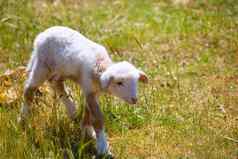 婴儿羊肉新生儿羊站草场