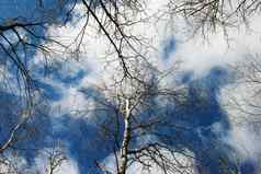 天空桦木树