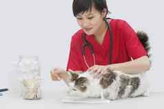 亚洲女兽医清洁猫的耳朵棉花拭子灰色的背景