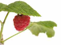 raspberry-cane