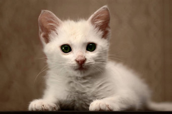 甜蜜的白色小猫