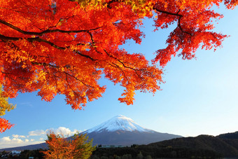山富士枫木树