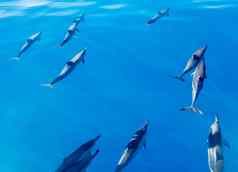微调控制项海豚海岸考艾岛