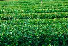 茶种植园清莱泰国
