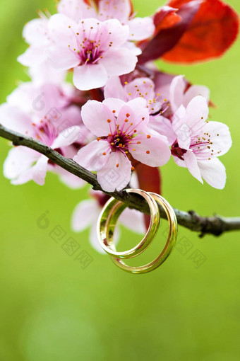 婚礼环特写镜头粉红色的苹果花