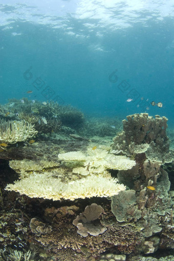 死珊瑚菲律宾