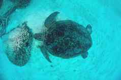 海乌龟前视图水下蓝色的海洋Sipadan