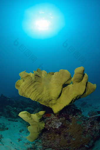 明亮的珊瑚水下Sipadan<strong>马</strong>来西亚