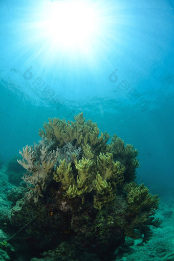 明亮的珊瑚水下Sipadan马来西亚
