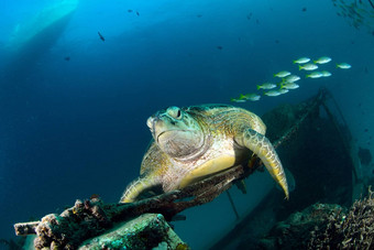 海乌龟休息潜水中心马布岛Sipadan马来西亚