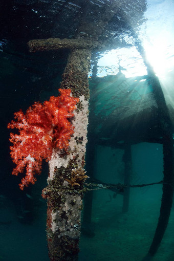 红色的软珊瑚潜水中心马布岛Sipadan马来西亚