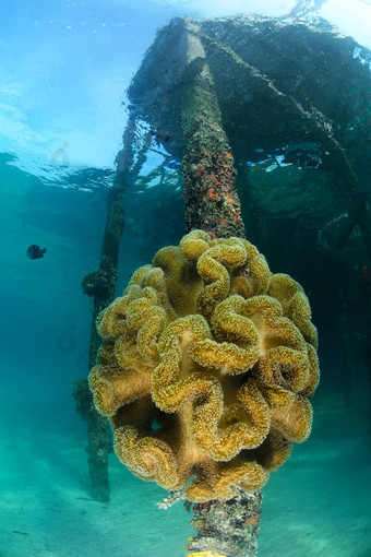 巨大的海葵潜水中心马布岛Sipadan马来西亚