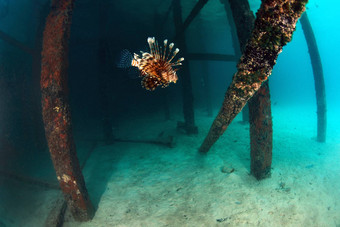 狮子鱼潜水中心马布岛Sipadan马来西亚
