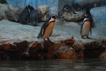企鹅岩石动物园