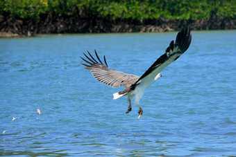 white-bellied海鹰狩猎朗考岛马来西亚